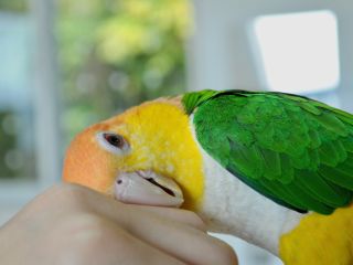 長崎 佐世保 かわいいインコやオウムと触れ合える大満足の2時間満喫プラン ドリンクバー付き インコとオウム先生のいるお店 ふわふわインコ じゃらん遊び体験