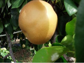 食べ放題 時間無制限 梨狩りレギュラーコース 中込農園 じゃらん遊び体験 食べ放題 時間無制限 梨狩りレギュラーコース 中込農園 じゃらん遊び体験