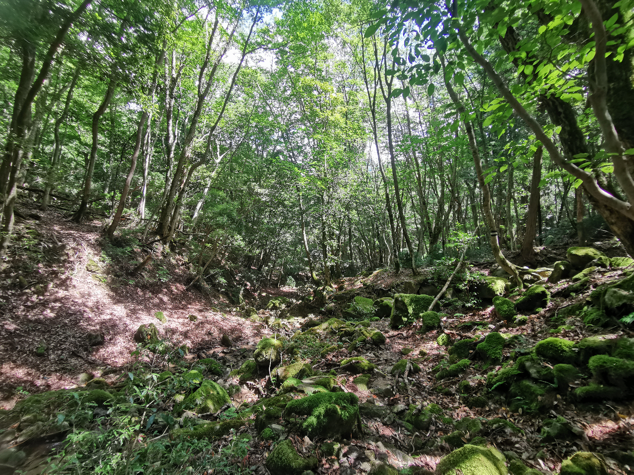 ɒ܂ł̓WZIȌiFLX̒܂