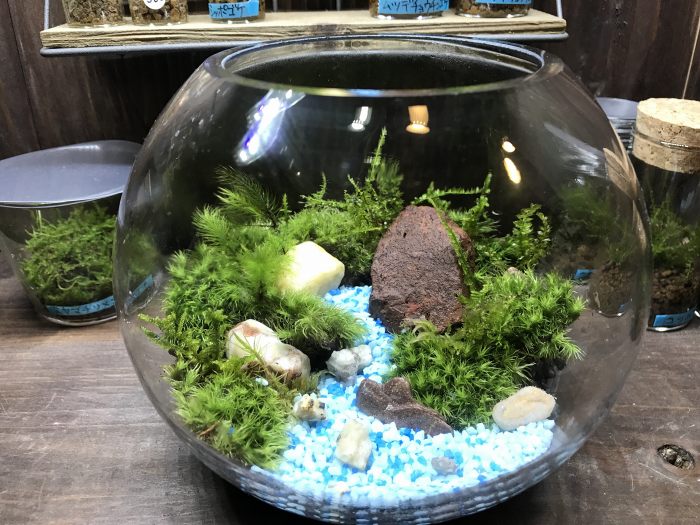 透明のグラスの中に苔だけの世界を作る「テラリウム」づくりを体験☆