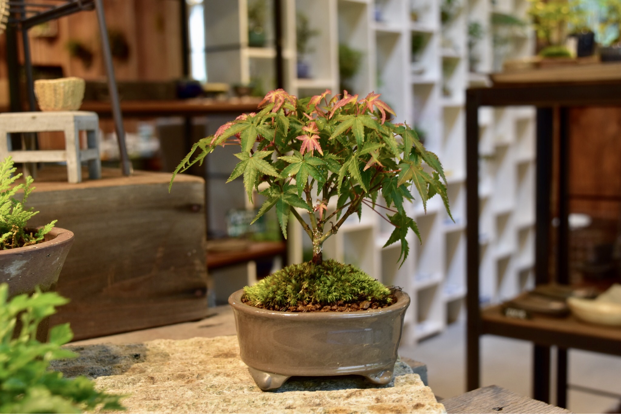 那須高原の自然の中でかっこいいミニ盆栽を作ろう♪