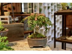 那須高原の自然の中でかっこいいミニ盆栽を作ろう♪