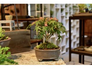 那須高原の自然の中でかっこいいミニ盆栽を作ろう♪