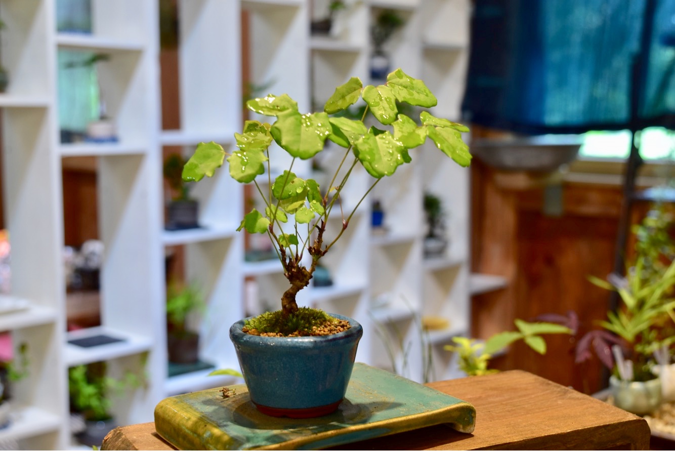 お好みの樹を探して、お洒落な盆栽を楽しんじゃおう♪