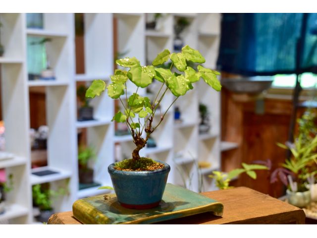 お好みの樹を探して、お洒落な盆栽を楽しんじゃおう♪