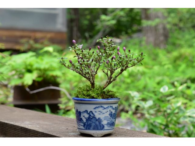 コースによりかっこいい盆栽が作れます!