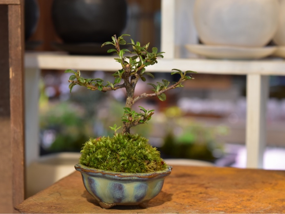 ミニ盆栽