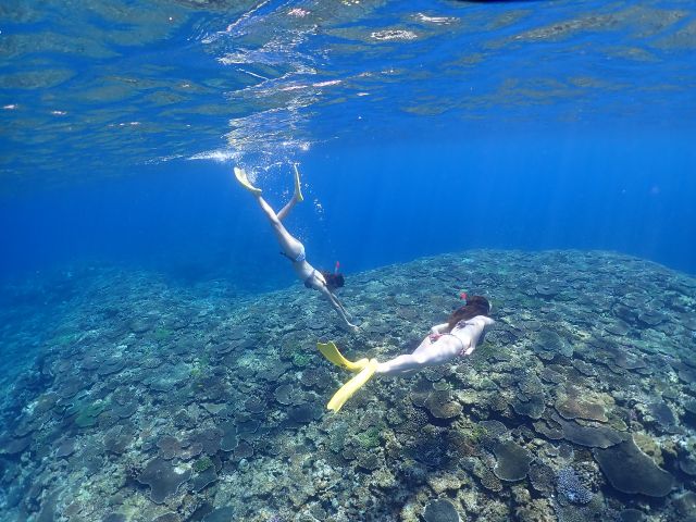 ポイントによって水中の雰囲気が変わります。その日一番穏やかで楽しめるポイントを選定してご案内しております。