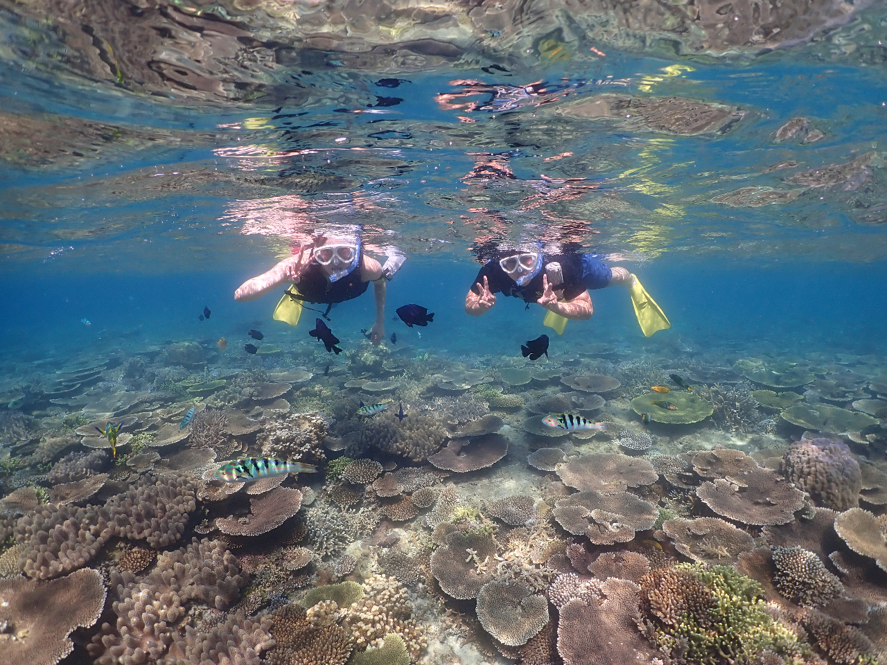シュノーケリング&スキンダイビング