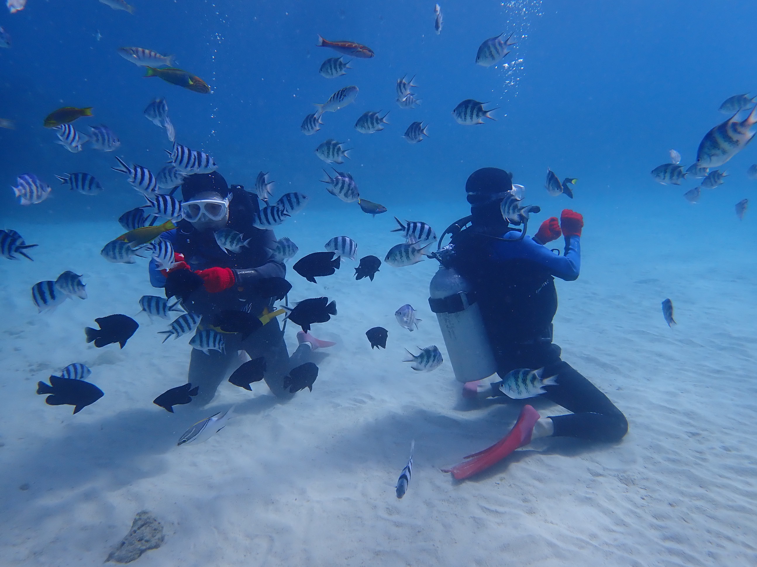 ゴリラチョップ 体験ダイビング