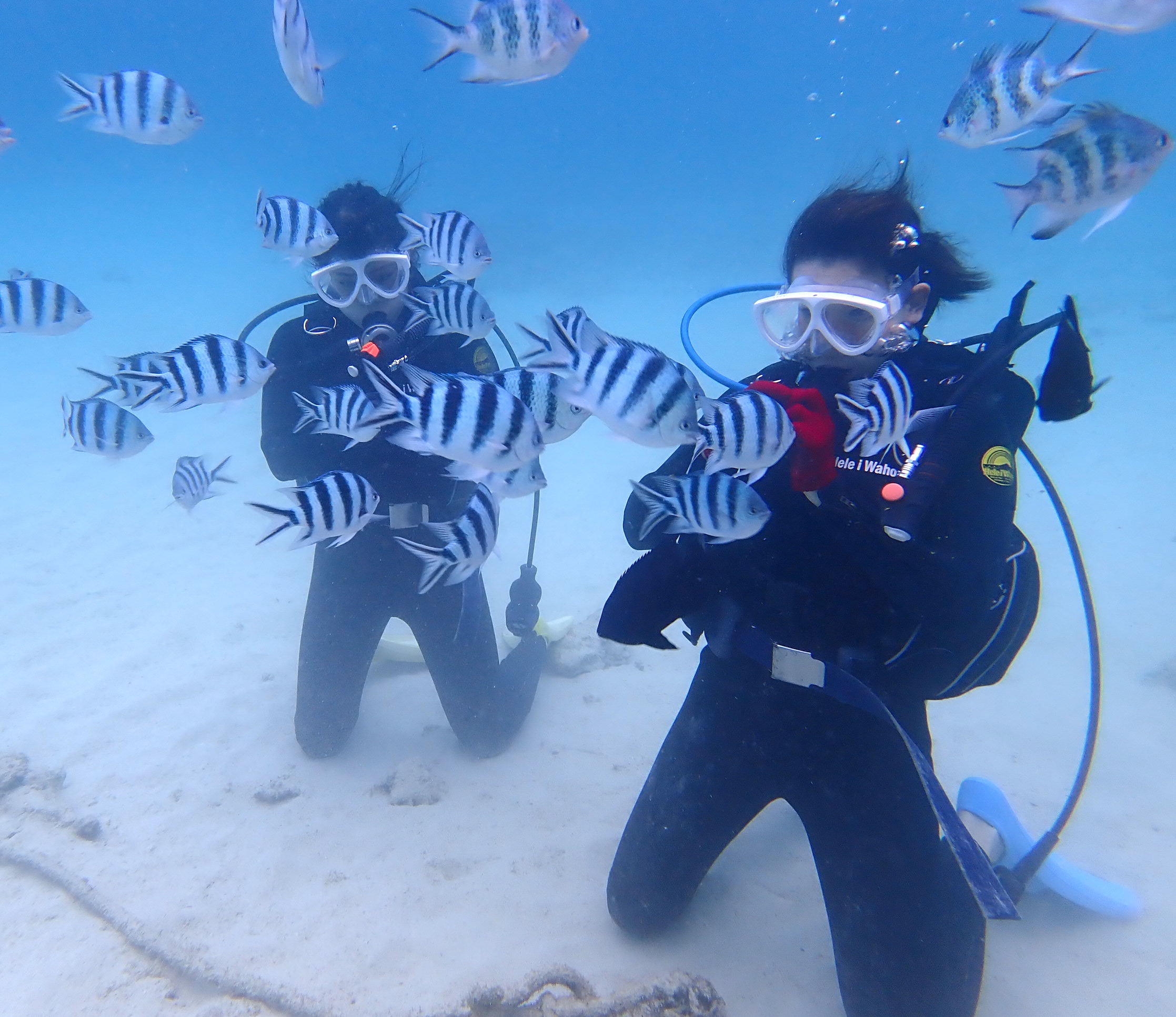 熱帯魚に餌付け