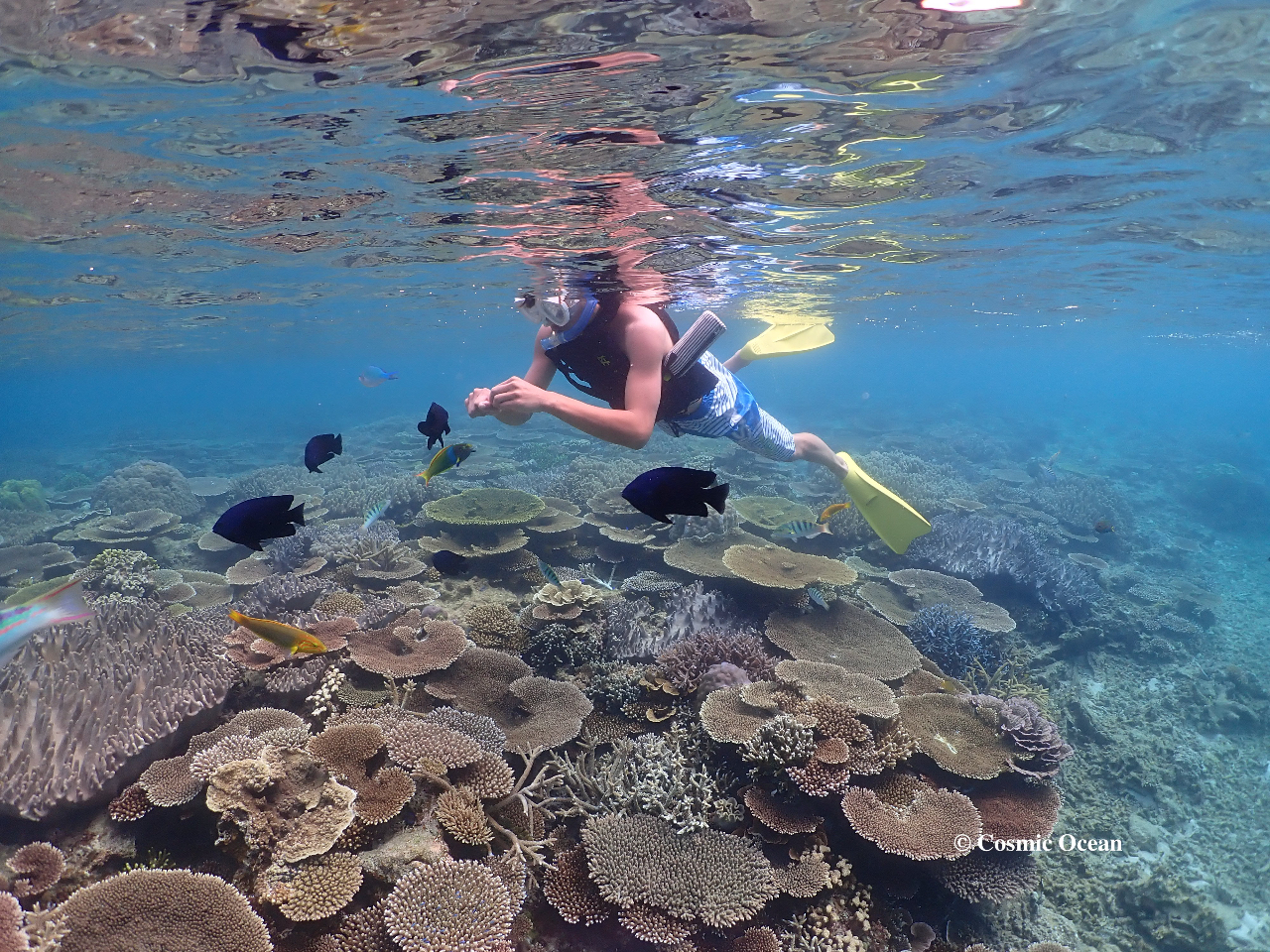 シュノーケリング 熱帯魚に餌付け中
