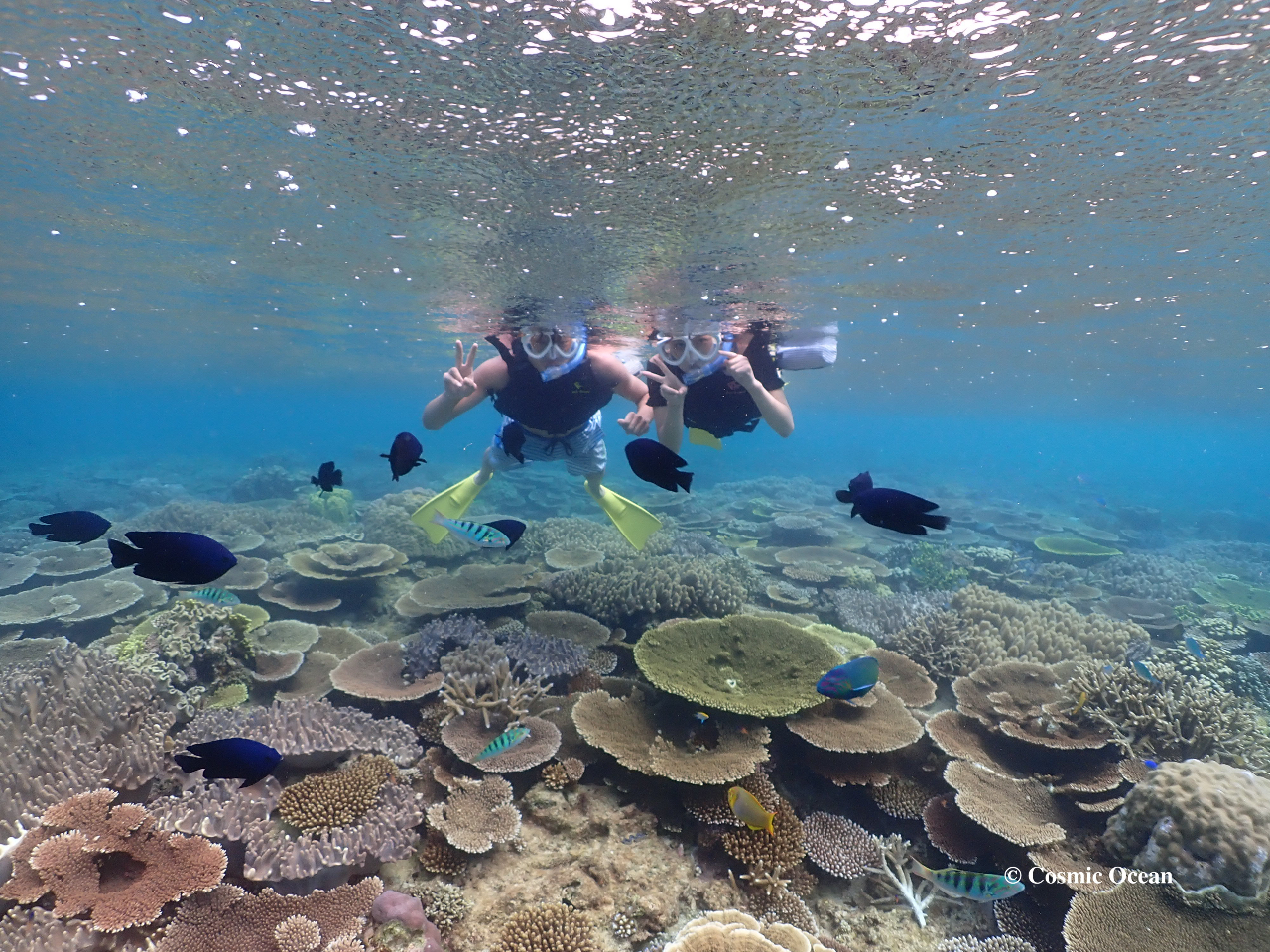 Vm[PO CXgN^[Beʐ^𖳗Ńv[gI