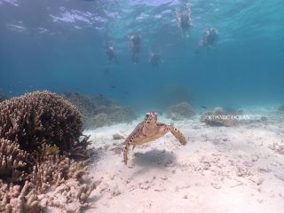 瀬底島周辺は透明度が高く、浅瀬に広がるサンゴ礁やウミガメを間近で観察できます。写真のように、穏やかな海で初心者でも気軽にシュノーケリングを楽しめるのが魅力です。