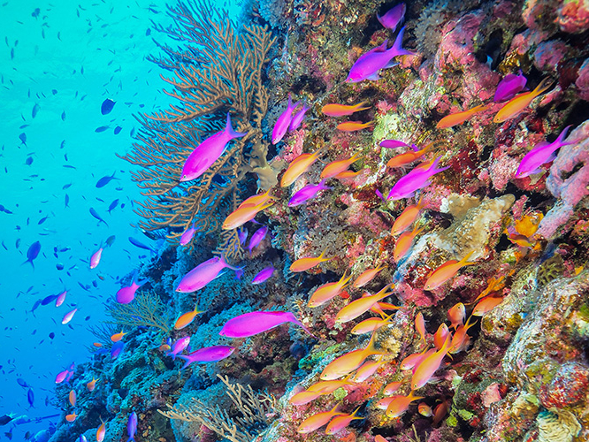 【体験ダイビング(約90分)】関東初!水族館のような大型水槽でアクアリウムダイビ...