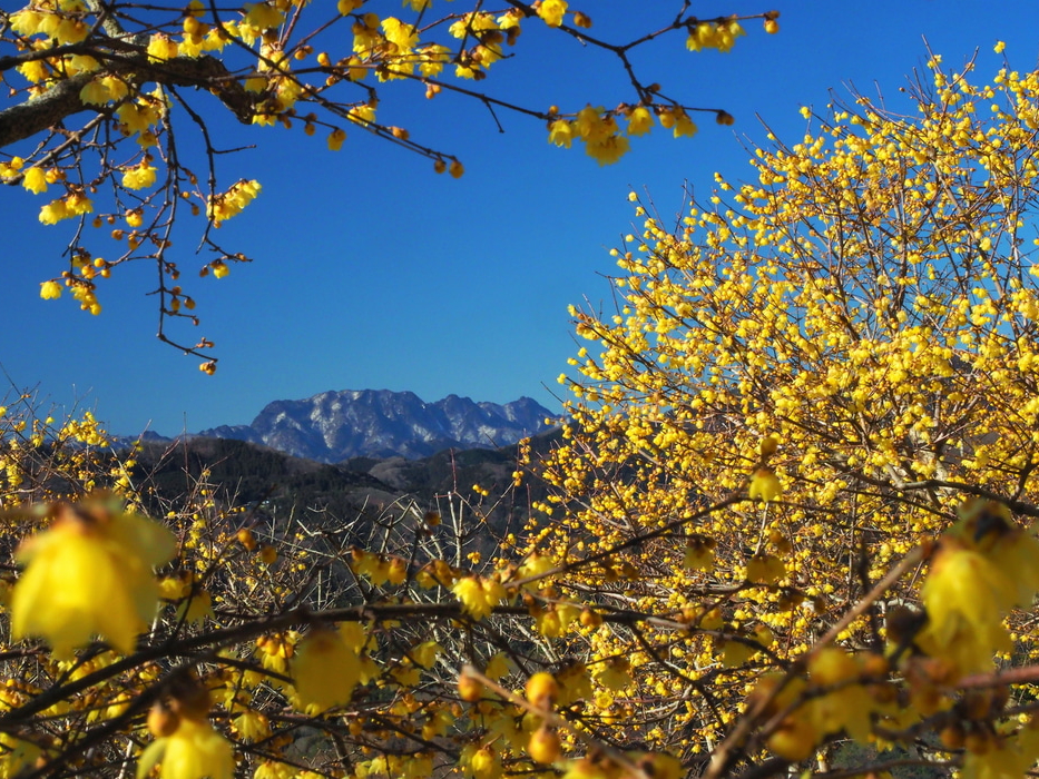 ��o�R�̘X�~