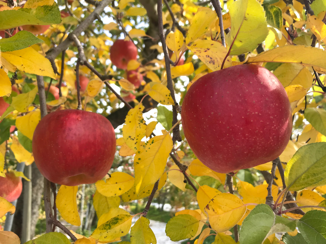 Îᏼɂ܂ԂK[fł񂲎̌Ă݂܂񂩁HH