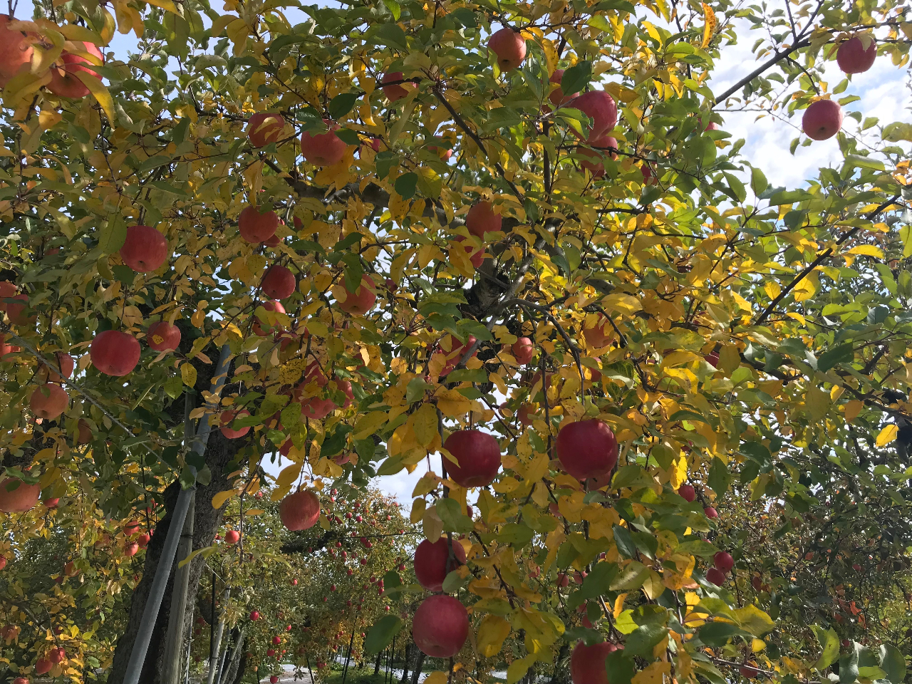 FȎނ̂łȂ̂CɓĂˁI