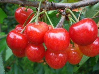 今年もおいしく実りましたよ。あいづのおいしい旬に会いましょう♪