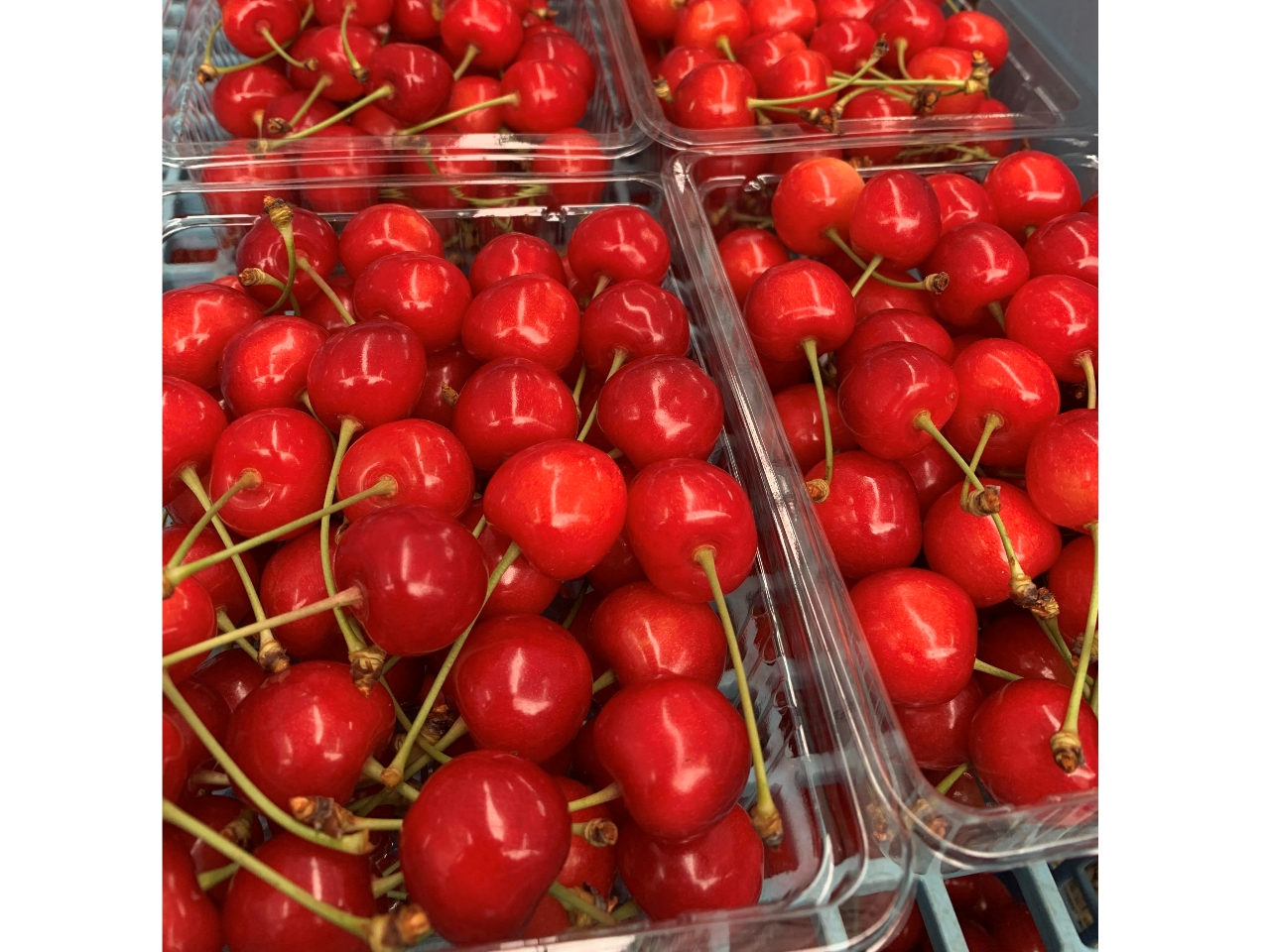 ���̂肳�����ڒ���