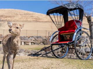 若草山の優しい鹿ちゃん♪