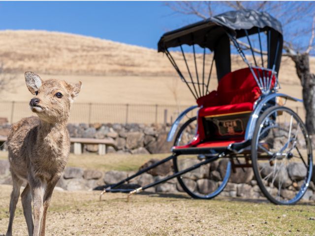 若草山の優しい鹿ちゃん♪