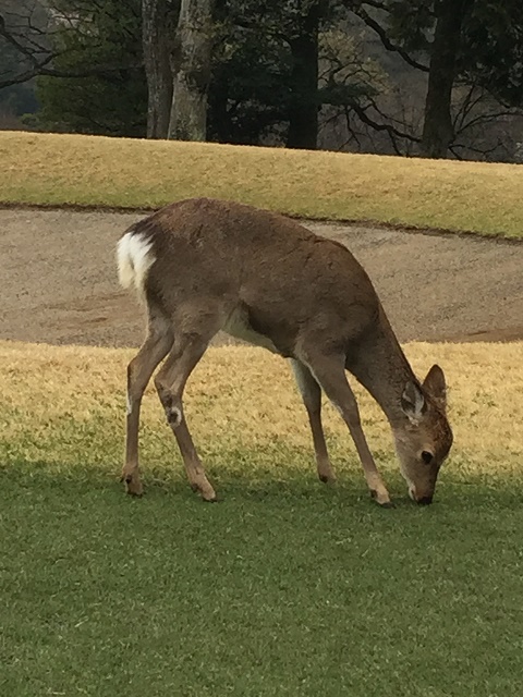 ^ǂΖ쐶̃VJɉ܂BƂĂłI