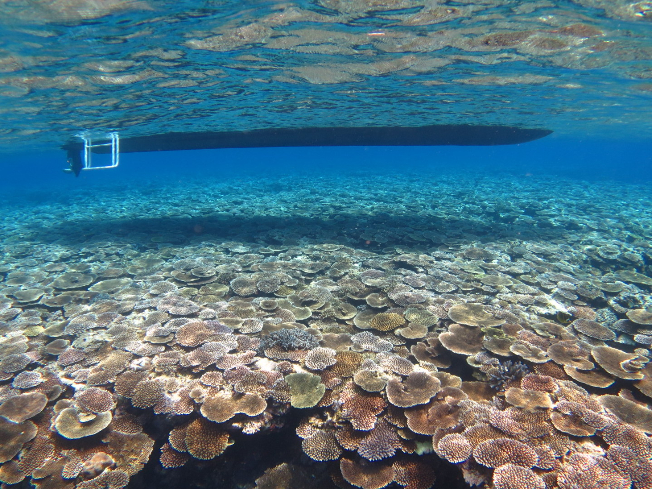 Vm[POp̎Ѓ{[guAGg[vB