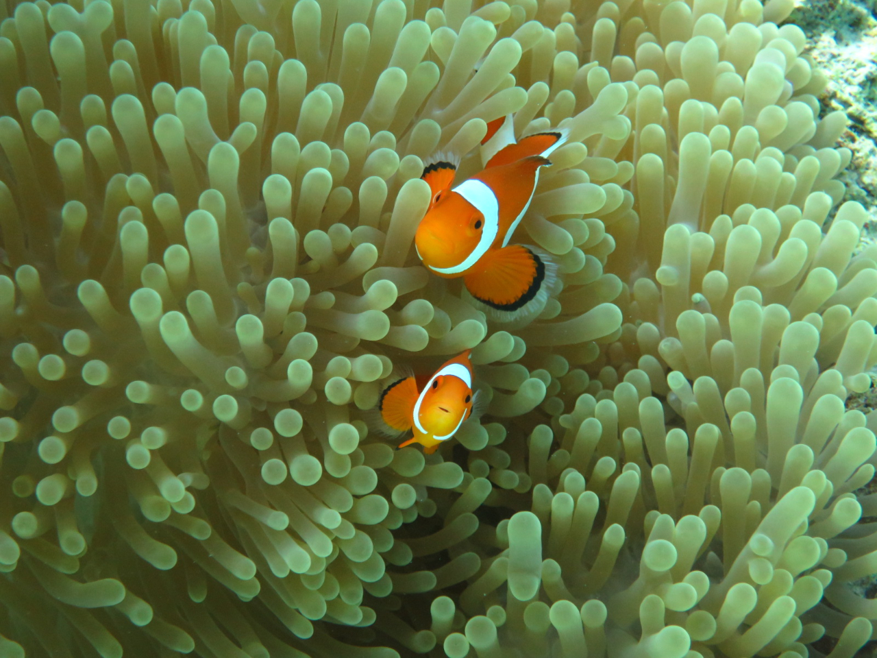 AChN}m~ɂ͐Ή܂悧I