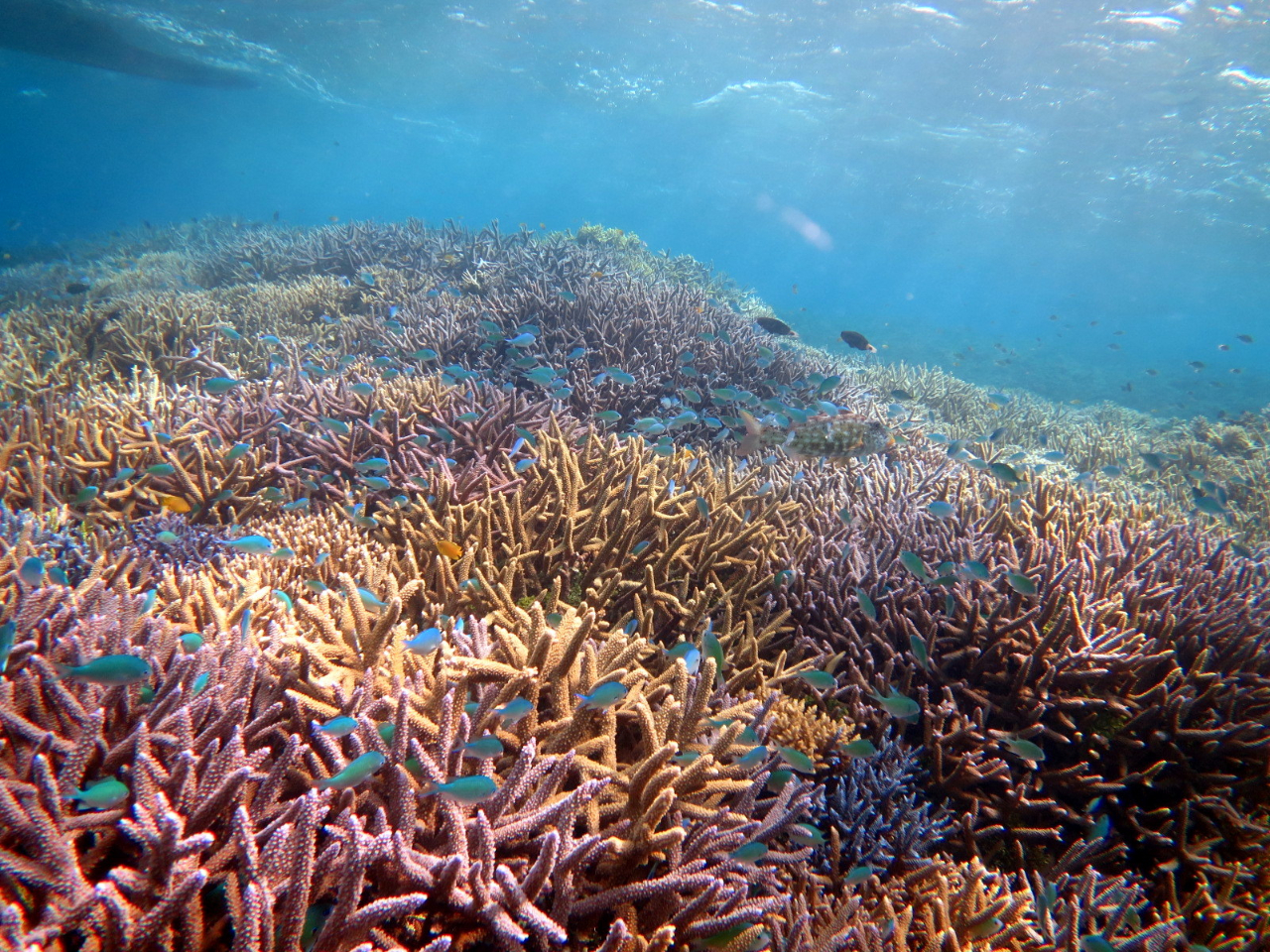 |Cg̃oG[VLxB10ȏ゠|CgA̓̊CExENGXgŃ`CXĂ܂B