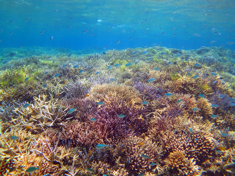 �o���X�����ӂ̐����i�ρB