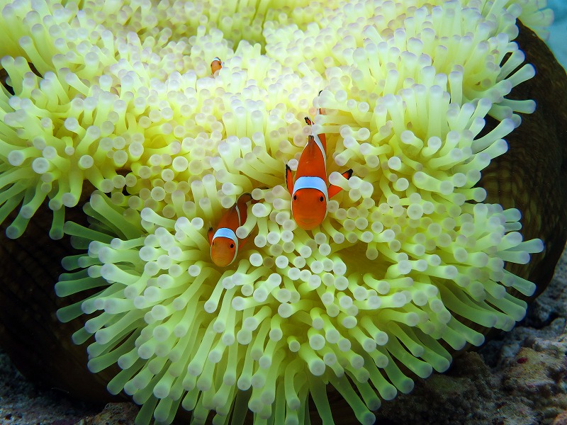 ��l�C�̃J�N���N�}�m�~�B