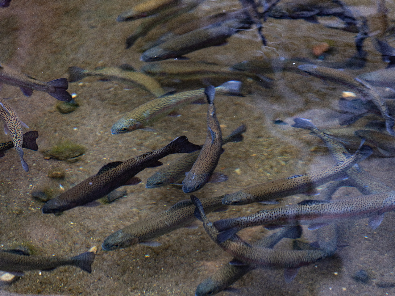 �~�n���ɂă}�X�ނ�����y���݂��������܂��B1��\1100�Ń}�X�Q�C�B�đ㍞�݂ł��̂ł��̏�ŐH�ׂĂ��������A����ł��܂��B