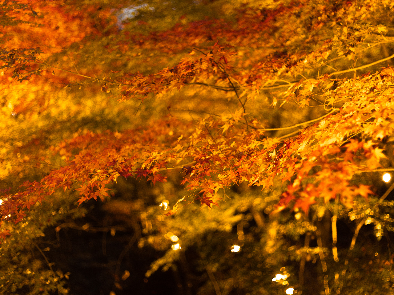 �H�̕~�n���̍g�t�͊F���񊴓�����܂�����Ԃ̓��C�g�A�b�v����܂��B