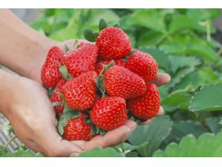 真っ赤ないちごをお召し上がりください!