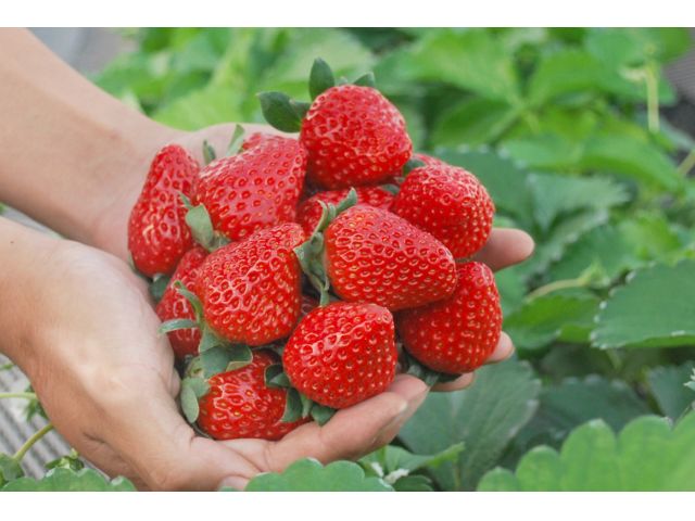 真っ赤ないちごをお召し上がりください!