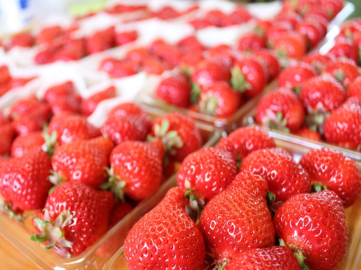 〈2026年〉【福岡県 ・築上郡】◆12月~3月◆【いちご狩り*40分】贅沢『あ...