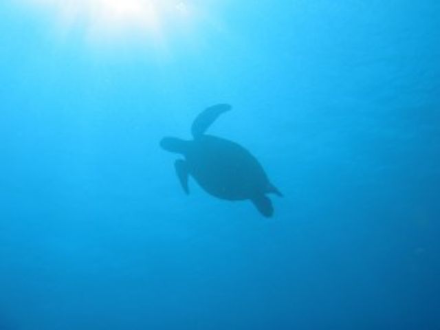 綺麗なサンゴ礁での体験ダイビング+シュノーケリング+ヨットクルーズ。ウミガメもいる加計呂麻島,奄美南部,大島海峡,初心者体験ダイビング1