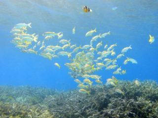 綺麗なサンゴ礁での体験ダイビング+シュノーケリング+ヨットクルーズ。ウミガメもいる加計呂麻島,奄美南部,大島海峡,初心者体験ダイビング2