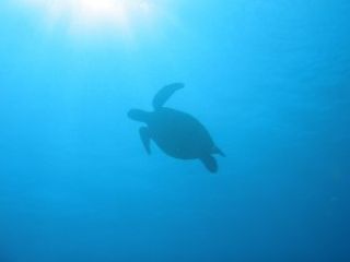 綺麗なサンゴ礁でのシュノーケリング+ヨットクルーズ。ウミガメもいる加計呂麻島,奄美南部,大島海峡,初心者シュノーケリング体験3