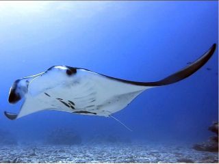 強運の持ち主ならマンタにまで会えちゃうかも!?