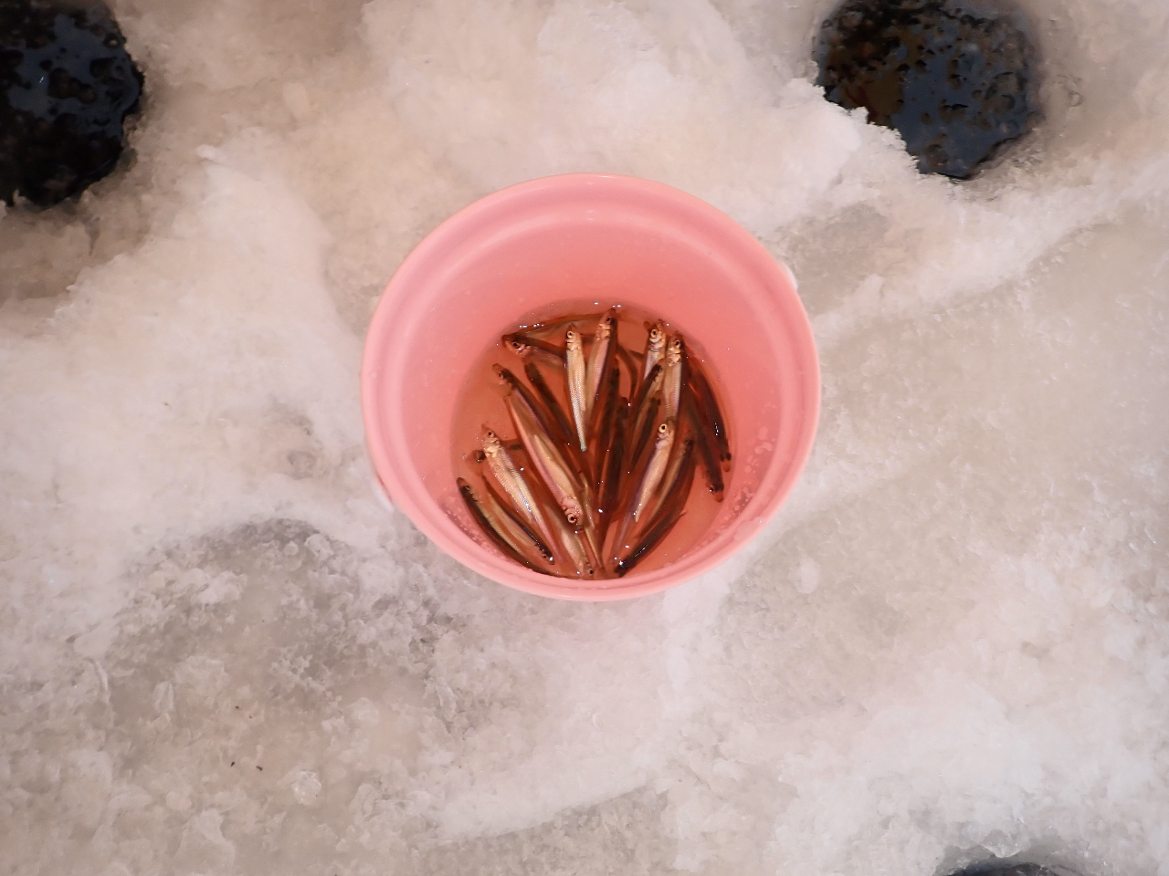 綺麗な水の中のワカサギは、その場で天ぷらで揚げたてで最高に美味しい!!