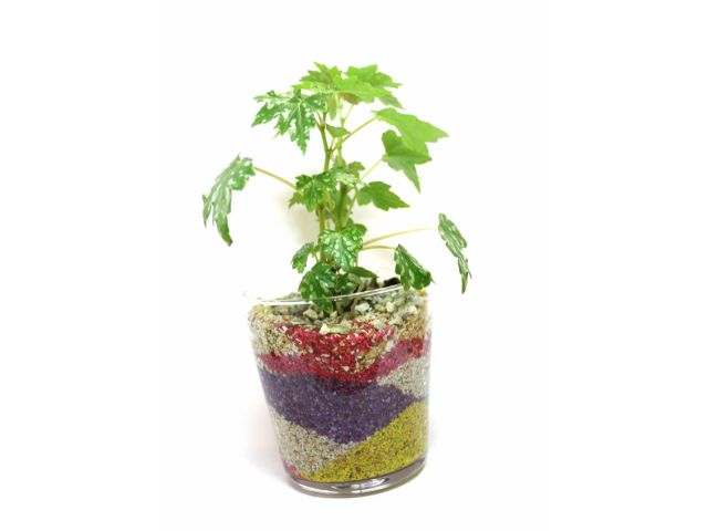 カラーサンドで彩る観葉植物寄せ植え体験 御殿場icから車で3分 アウトレットから車で10分 秩父宮記念公園 じゃらん遊び体験