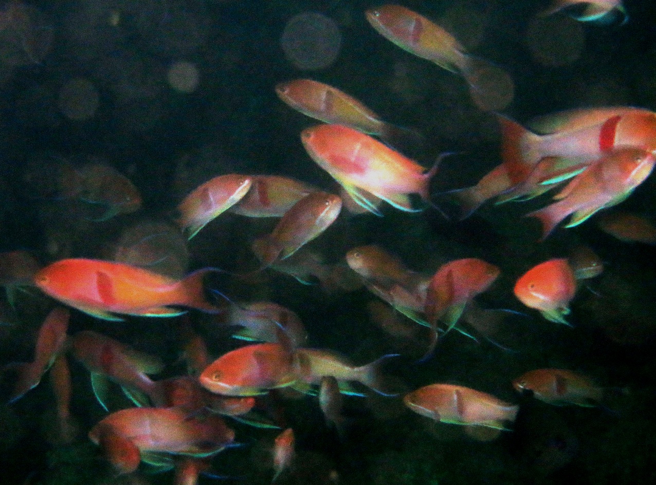 桜島と言えば、何と言ってもアカオビハナダイの群れが有名です。