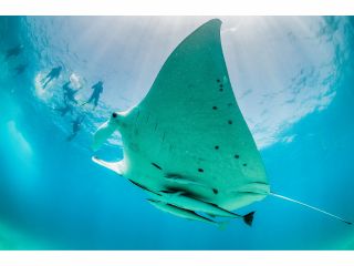 水面からマンタ発見!!テンションmaxです。