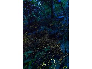 オスが求愛のためにとてもキレイな光を放ちながら、空中を乱舞します。とっても幻想的で、ロマンチックですよ!(^^)!