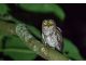 リュウキュウコノハズク フクロウの仲間です。「ホ〜ホ〜」と可愛らしい声で鳴きますよ。
