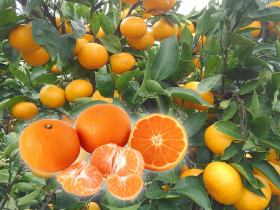 みかん狩り(時間無制限)