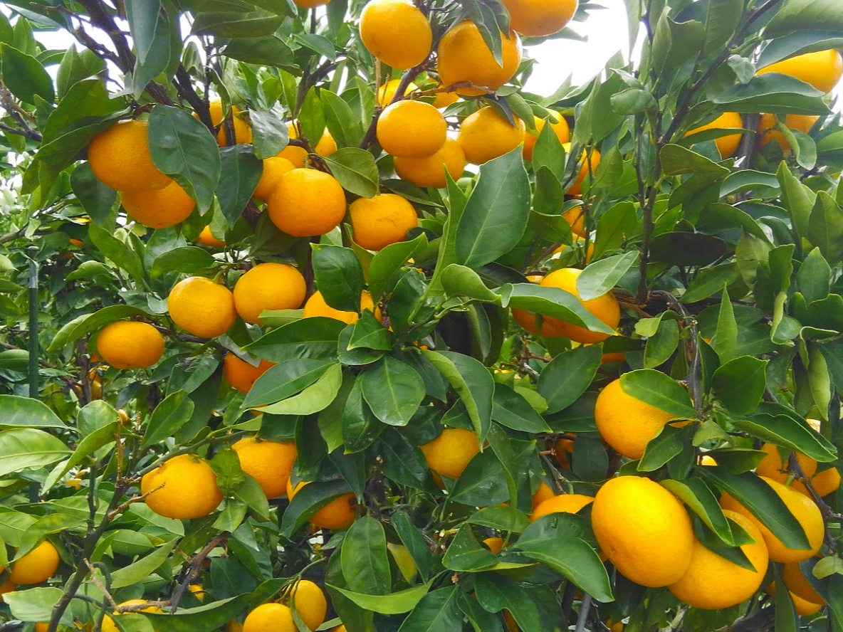 みかん狩り・時間無制限食べ放題!