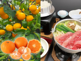 みかん狩り・時間無制限食べ放題!+すき焼き御膳